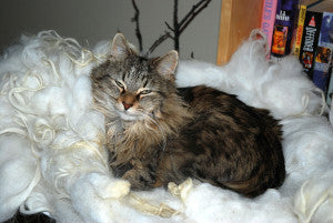 CYO Caroline: Cute Cats! Cute Cats! Cute Cats!