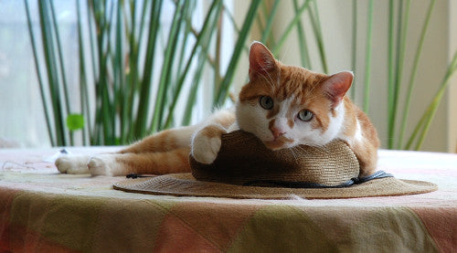 CYO Caroline: 2016 Meow/Woof Colour Story