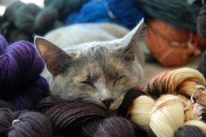 CYO Caroline: Meow & Woof