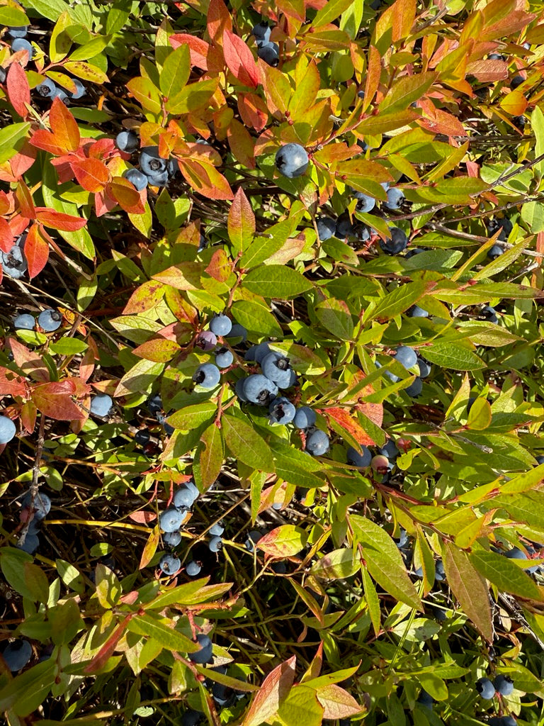 Autumn Berry Picking- Colour of the Month (Non Subscription Option) - November 2025