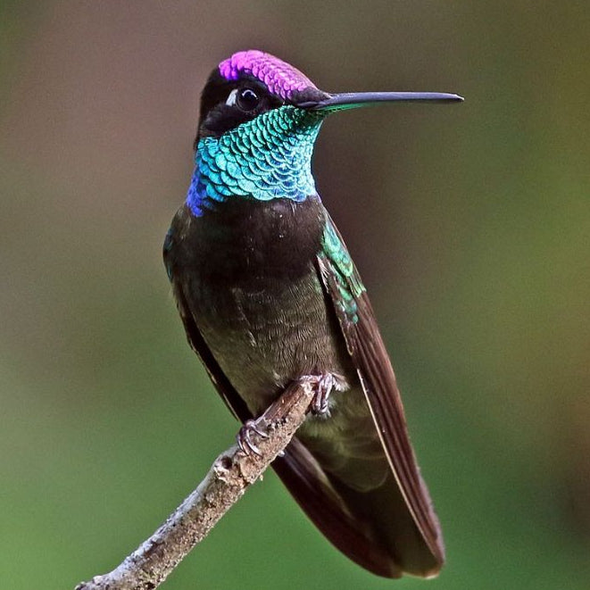 Rivoli’s Hummingbird - Colour of the Month (Non Subscription Option) - June 2025